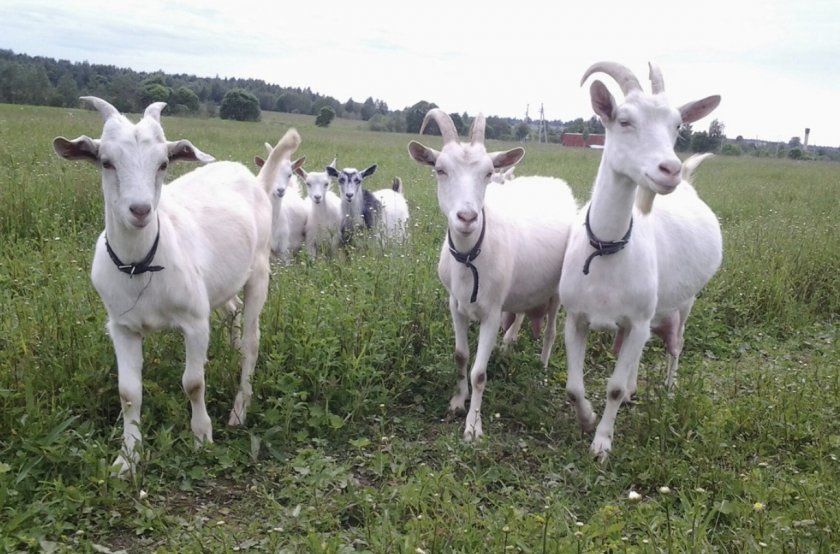 Кози лохвицкой породи