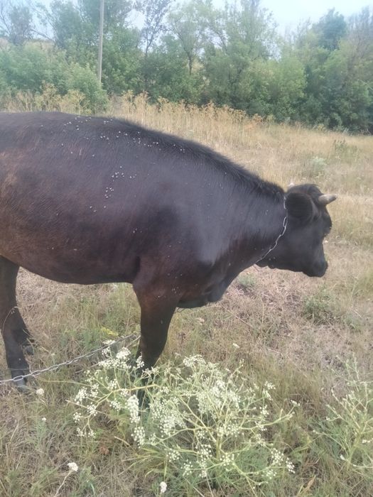 Продаю тиличку тьльну 2 місяця