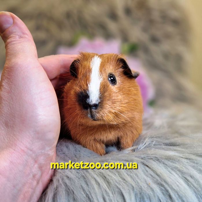 Морська свинка, морская свинка, морские, свинки Калифорния, морські