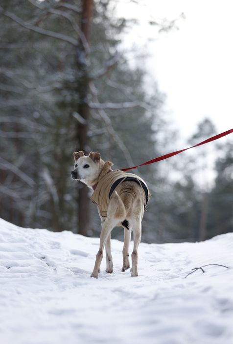 seniorka Selena do adopcji