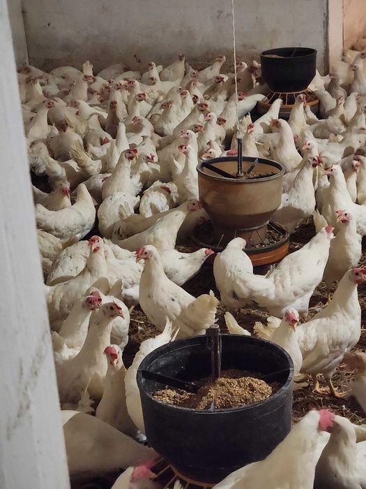 Kury Nioski po szczepieniach z wolnego wybiegu z pierwszym jajkiem !