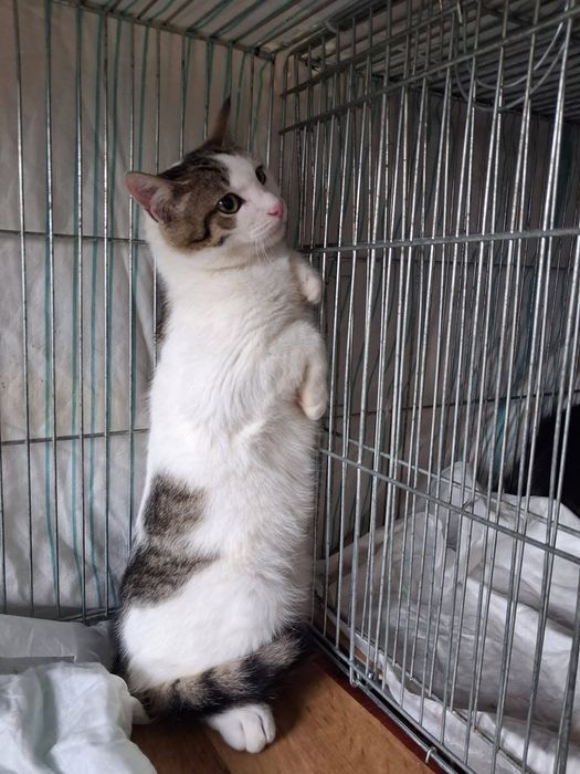 Котики в добрі руки