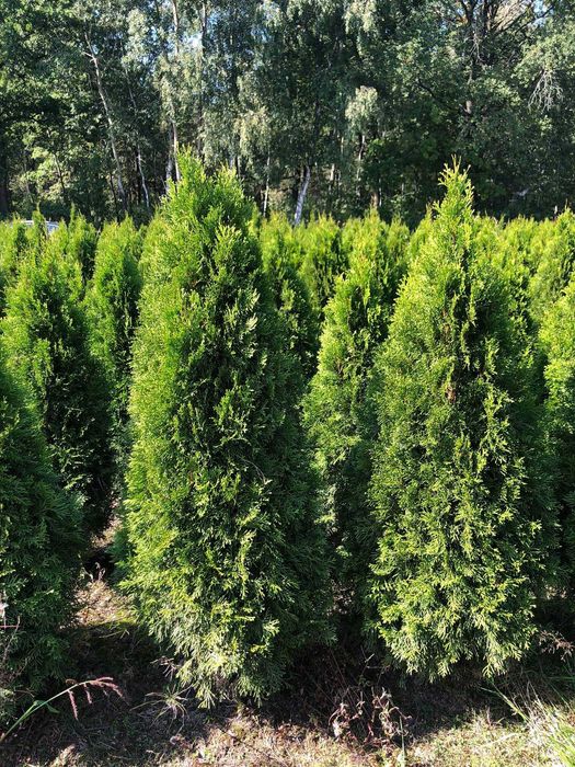 Tuja szmaragd, tuje od 60 do 250 cm! Thuja brabant do 200