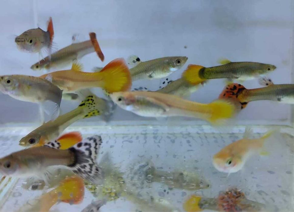 Gupik- samica mix KETRAB