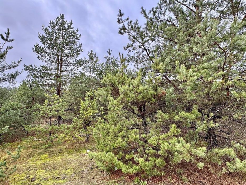Земельна ділянка! Соснівка! Заліснена