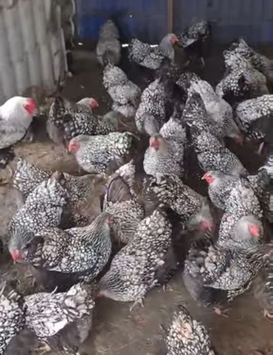 Яйця птиця віандот срібло