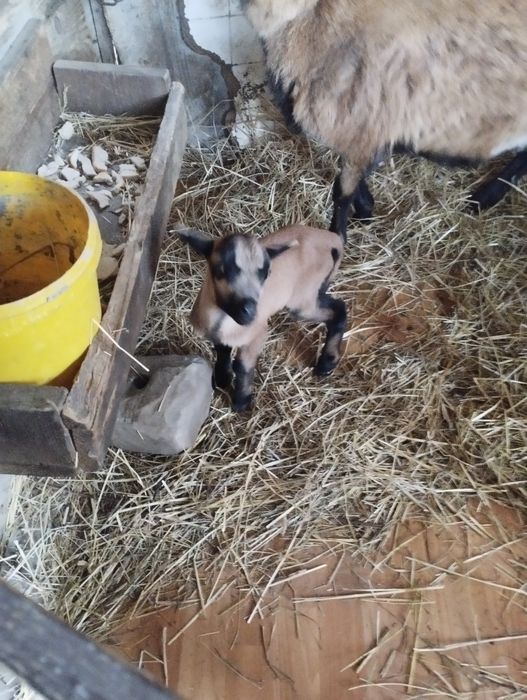 Owce kameruńskie, owca  i jagniatko