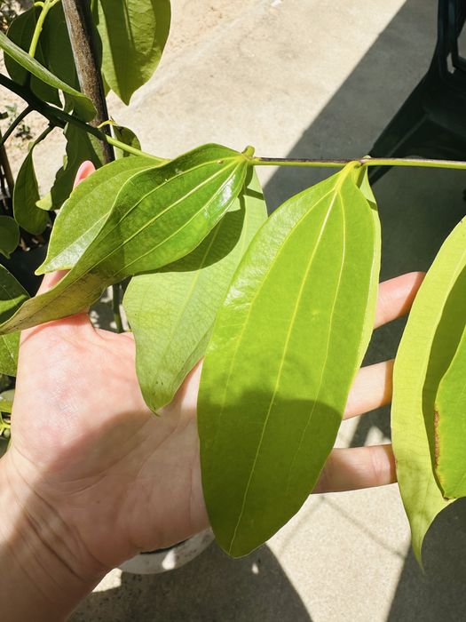 Árvore de CANELA Original