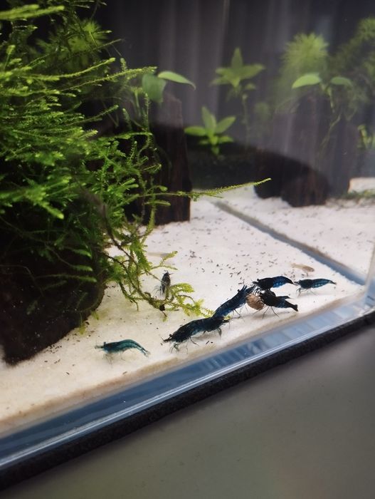 Krewetki blue Velvet- niebieskie do akwarium. Łatwe w hododowli.GRATIS