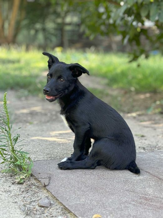 Muffinka szuka kochającego domu
