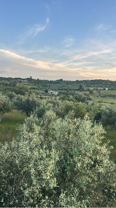 Oliveiras, Oliveira de campo