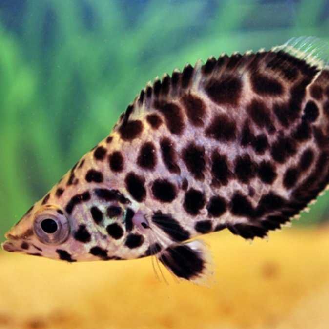 Buszowiec ostropyski - Ctenopoma acutirostre - dowozimy do klienta