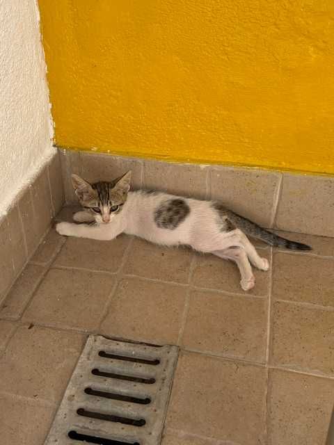 Gatinha para adoção!
