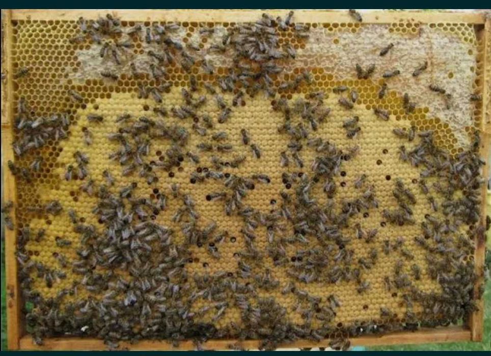 Бджолопакети продам