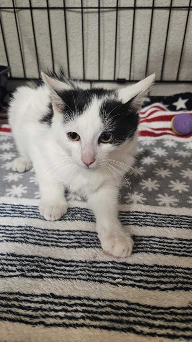 Várias Gatinhas e Gatinhos bebés