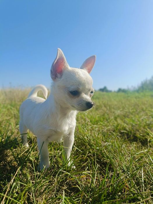 Chihuahua suczka