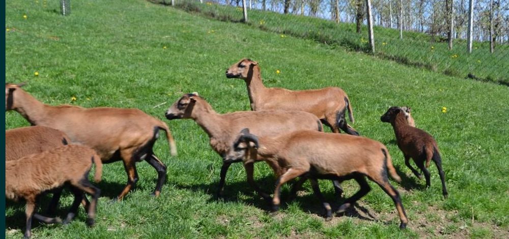 owca Kameruńska owieczki. Baranki  certyfikat ekologicze