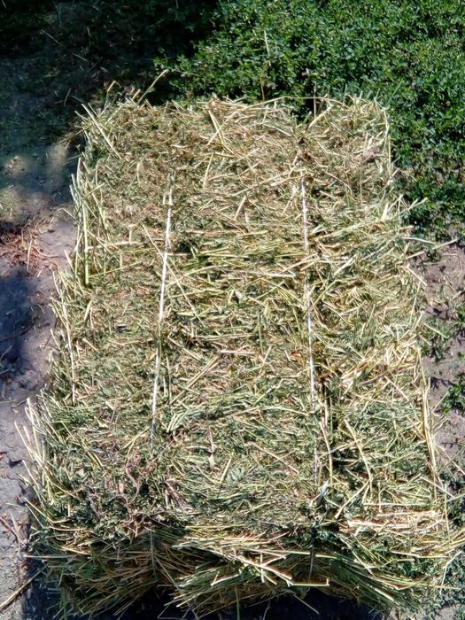 Продам сено люцерна в тюках