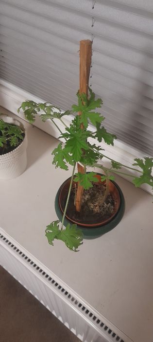 Anginka Geranium