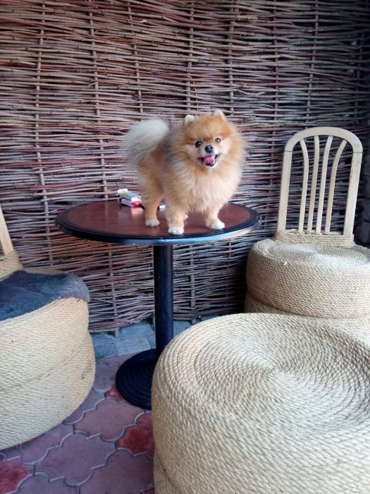 Передержка собак (животных), частный дом район пр. Гагарина.