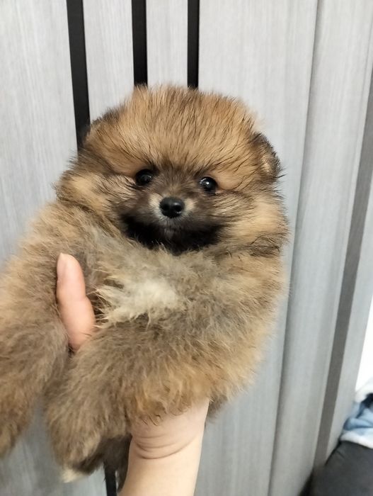 Міні цуценята шпіци