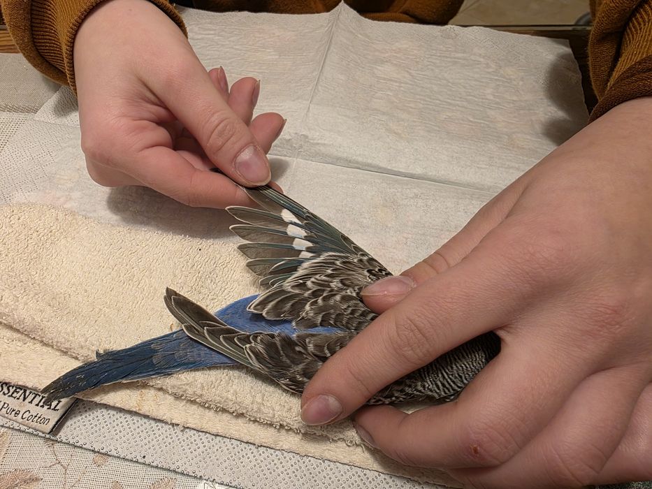 Papuga falista młoda