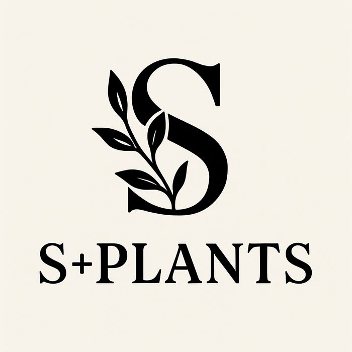 Monstera adansonii spore variegata