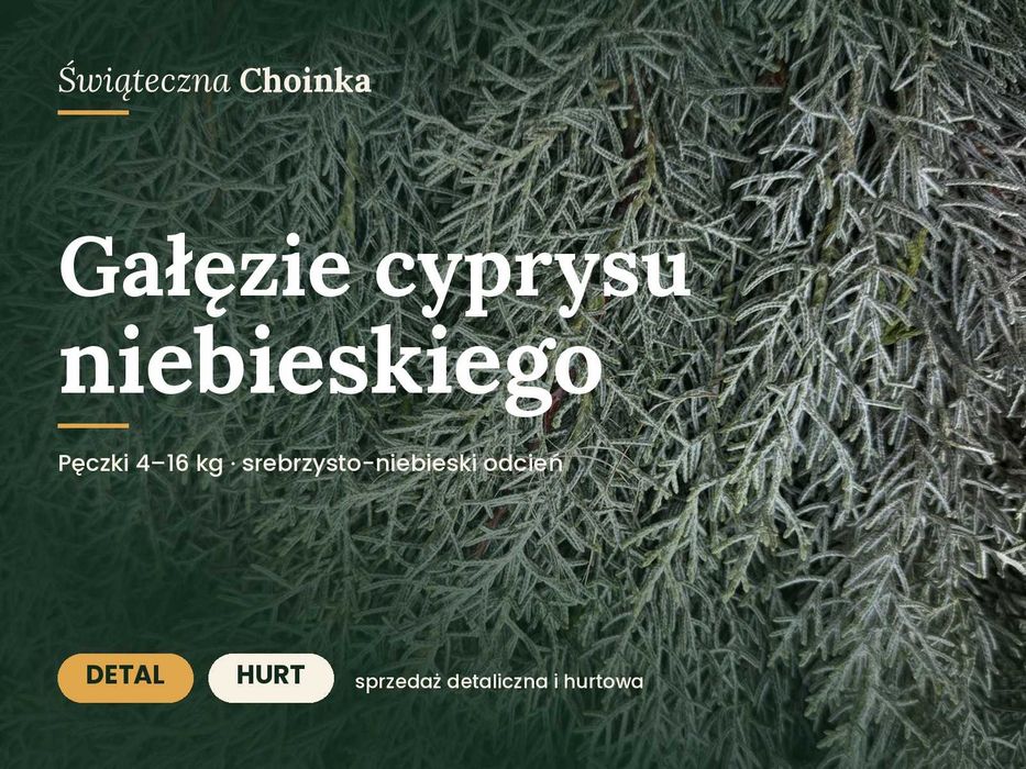 Gałęzie cyprysu niebieskiego — hurt i detal, pęczki po 4kg