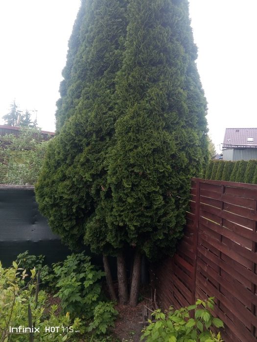 Tuja szmaragd 450-500cm