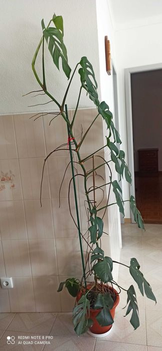 Planta de interior