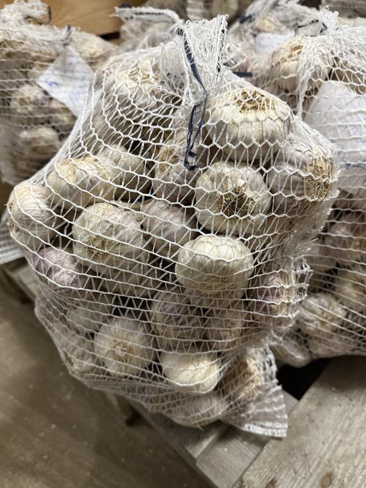 Czosnek Harnaś pęczki