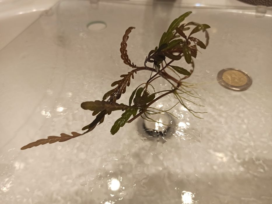 Plantas aquaticas