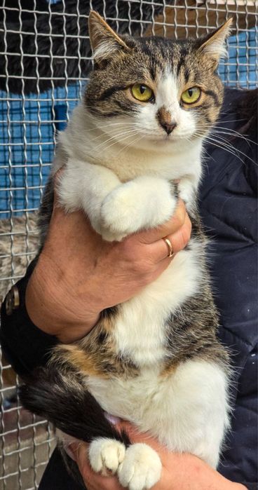 Молоді котики в добрі руки