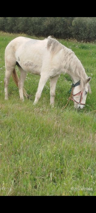 Vendo égua com 7 anos