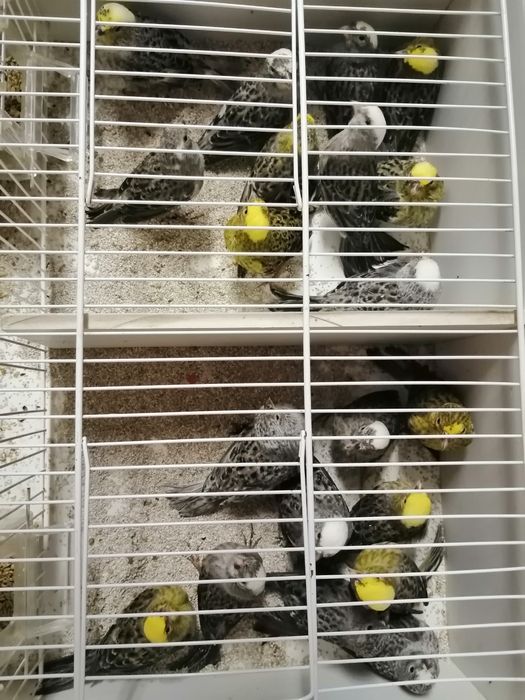 Canários lizard Cascais