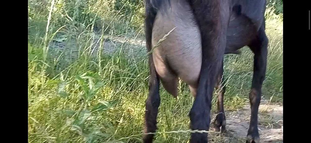 Продаю козине молоко, козяче молоко, козье молоко