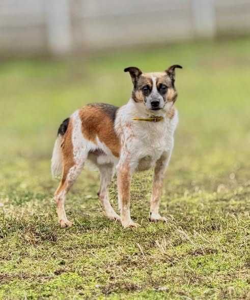 Spidi - lękowy psiak szuka domu