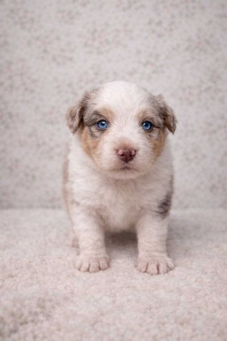 Miniaturowy Owczarek Amerykanski