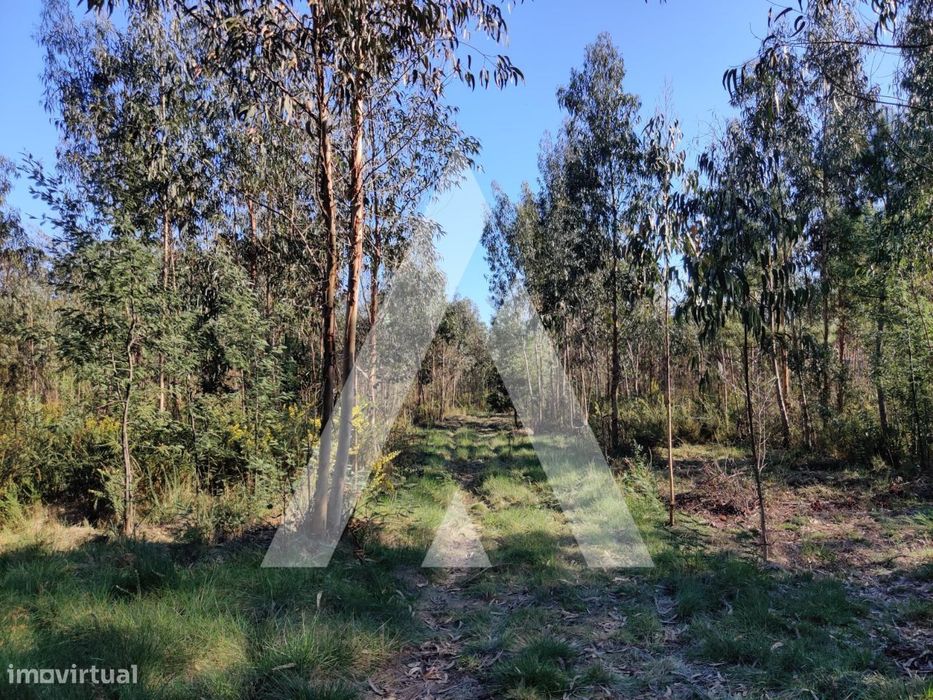 Land located in the Alquerubim area, Albergaria-a-Velha