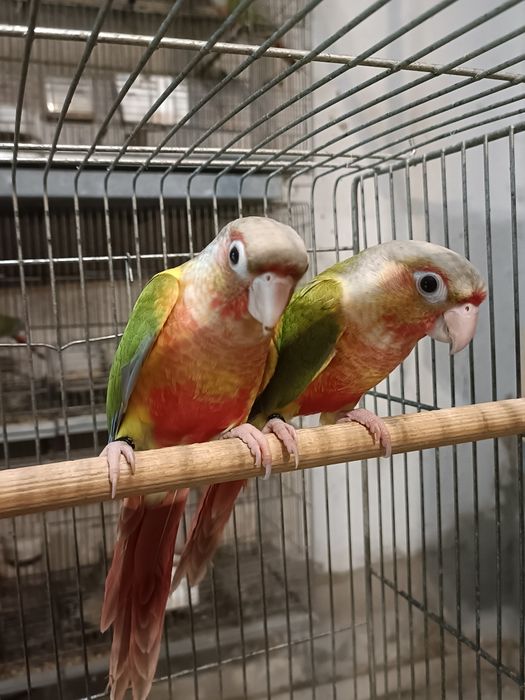 Casal Pyrruras pineapples,