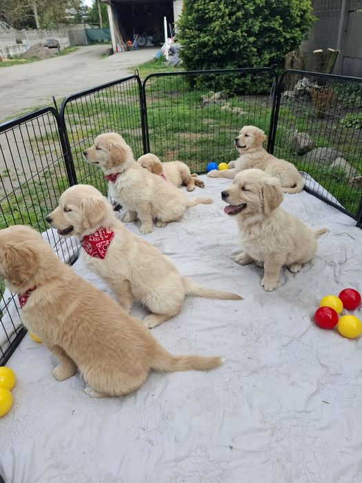 Piekny piesek Golden Retriever