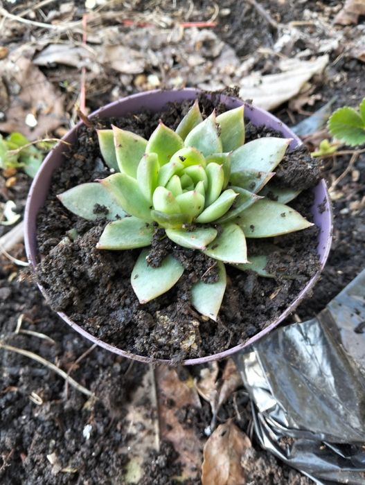 Plantas ornamentais e suculentas