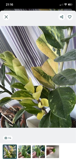 Zamiokulkas variegata, młody sadzonek