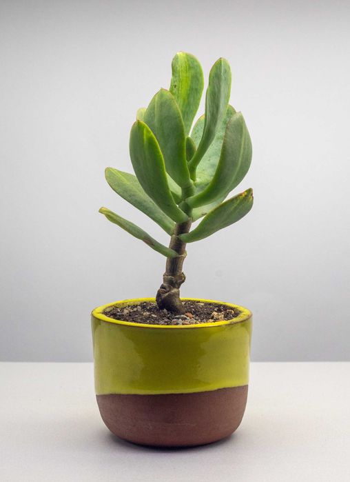 Денежное дерево крассула Блю хейл медиа вариегатный Мариуполь