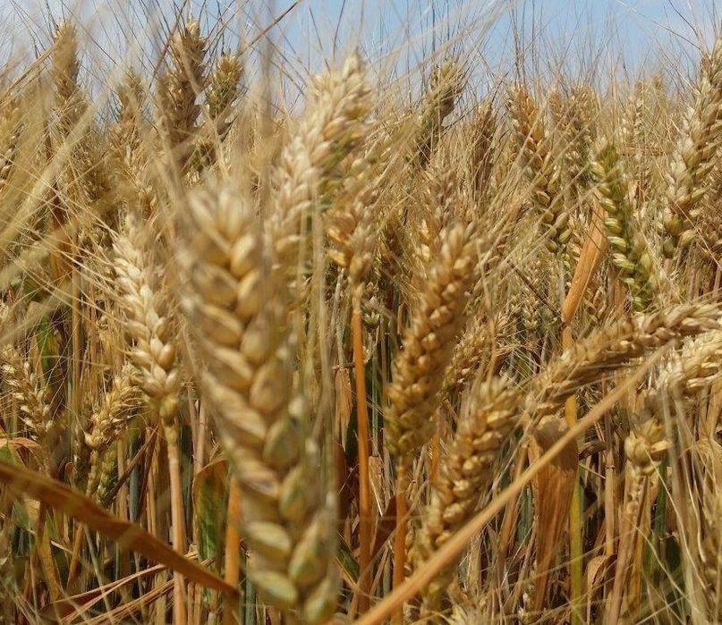 Pszenica-dla kur drobiu) ,  Jęczmień,Owies ,mieszanka jara , pszenżyto