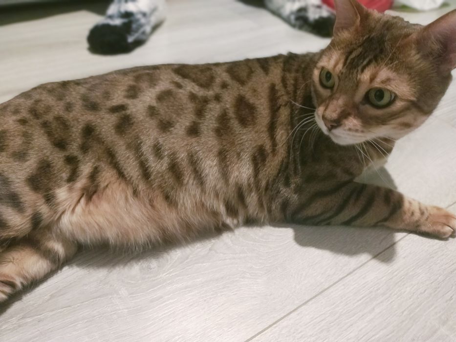 Бельгийский  кот в хорошие руки