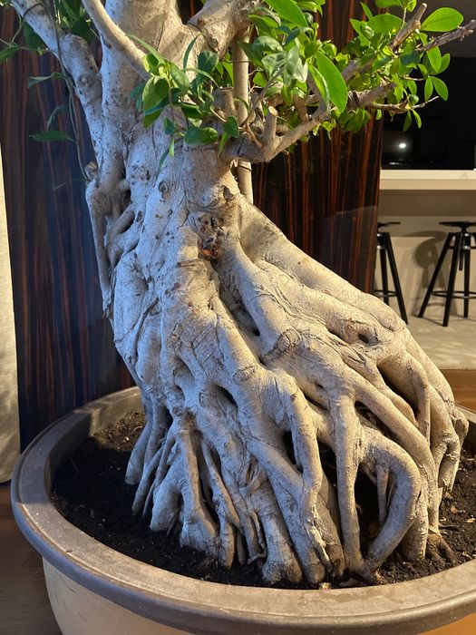 Bonsai Ficus Retusa Gigante +50anos