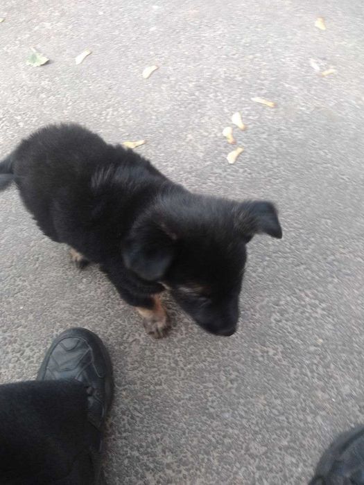 пес полу вiвчярка