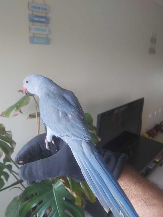 Ringneck Casal Violeta x Cobalto portadores de CC