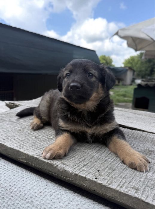 Цуценята шукають дім